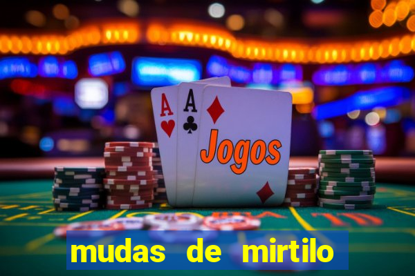 mudas de mirtilo em porto alegre